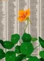 Nature-morte-a-la-capucine-huile-sur-paper-journal-maroufle-sur-carton-13x23-cm-2022